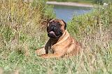 BULLMASTIFF 091